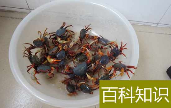 螃蟹怎么保存？煮熟后螃蟹的保存方法