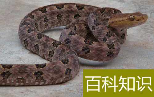 中国十大毒蛇